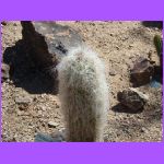 Old Man Cactus.jpg